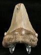 / Angustidens Tooth - Pre Megalodon #5419-2